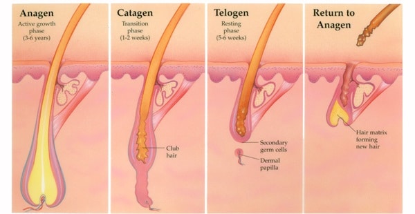 DiolazeXL – Laser Hair Removal Graphic. Suspending Time Medical Aesthetics St Catharines